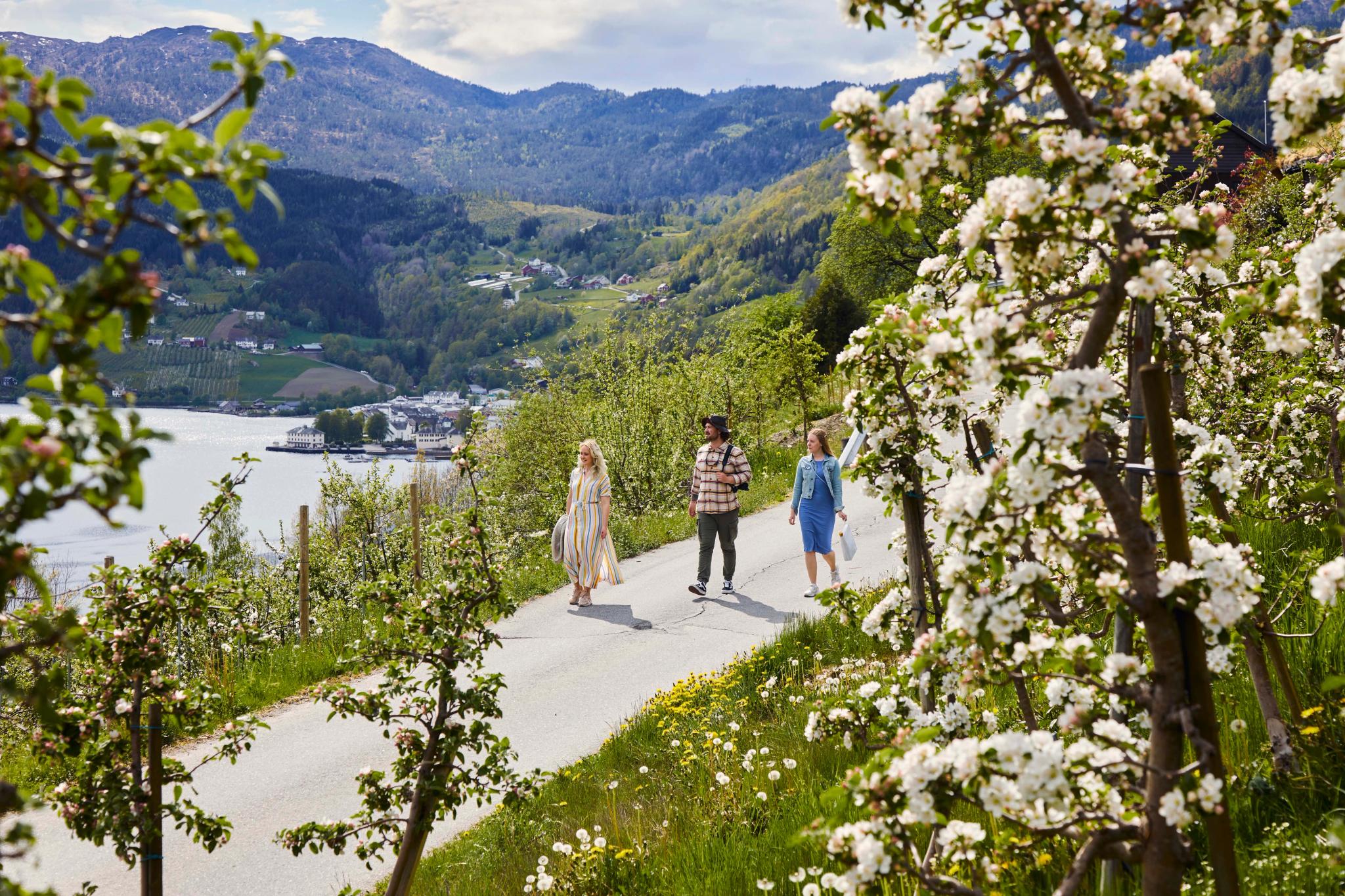 Three people walk through blooming orchards along the Cider Route in Ulvik, overlooking the fjord.