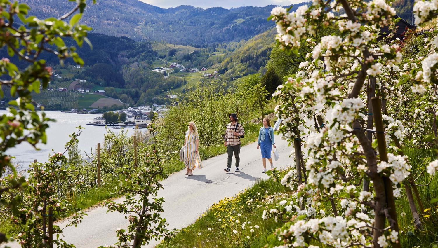 Tre personar går gjennom blomstrande frukthagar langs Frukt- og siderruta i Ulvik med utsikt over fjorden.