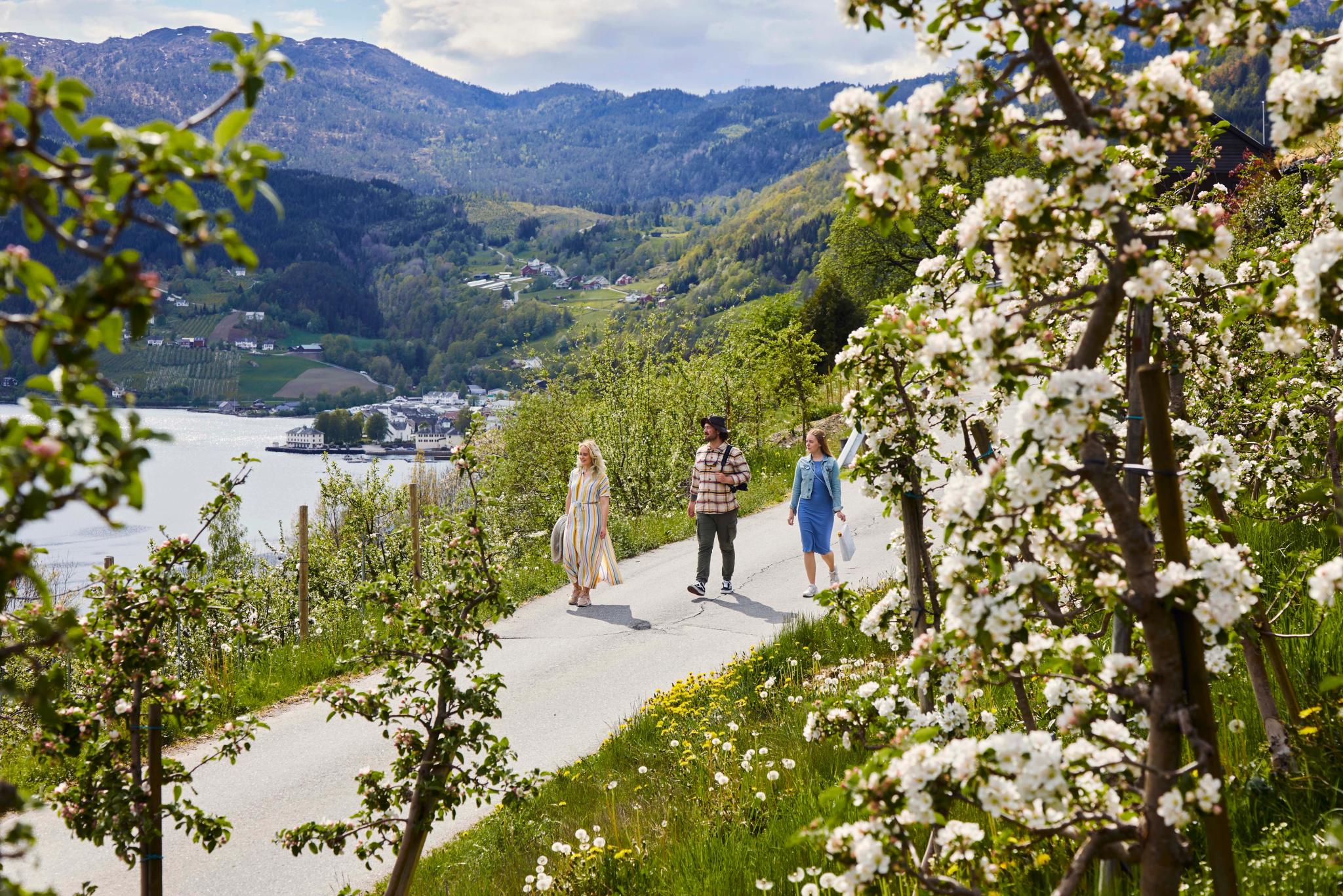 Three people walk through blooming orchards along the Cider Route in Ulvik, overlooking the fjord.