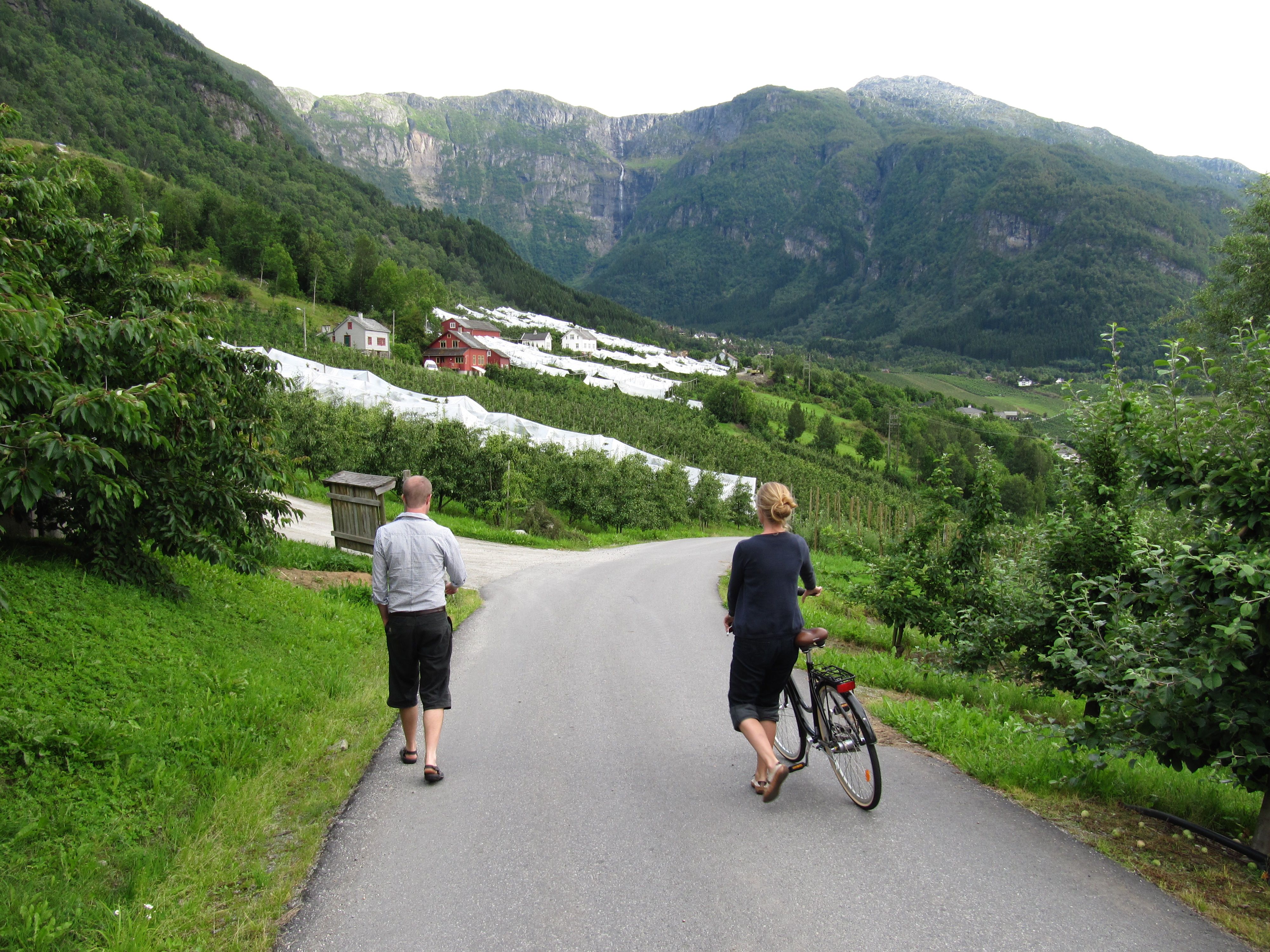 Turistar på vandring og sykkeltur mellom frukthagar i Hardanger.