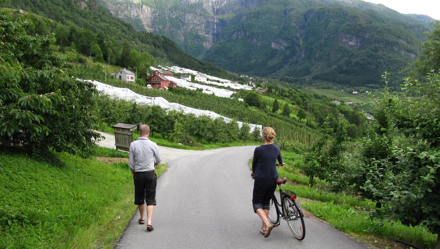 Turistar på vandring og sykkeltur mellom frukthagar i Hardanger.