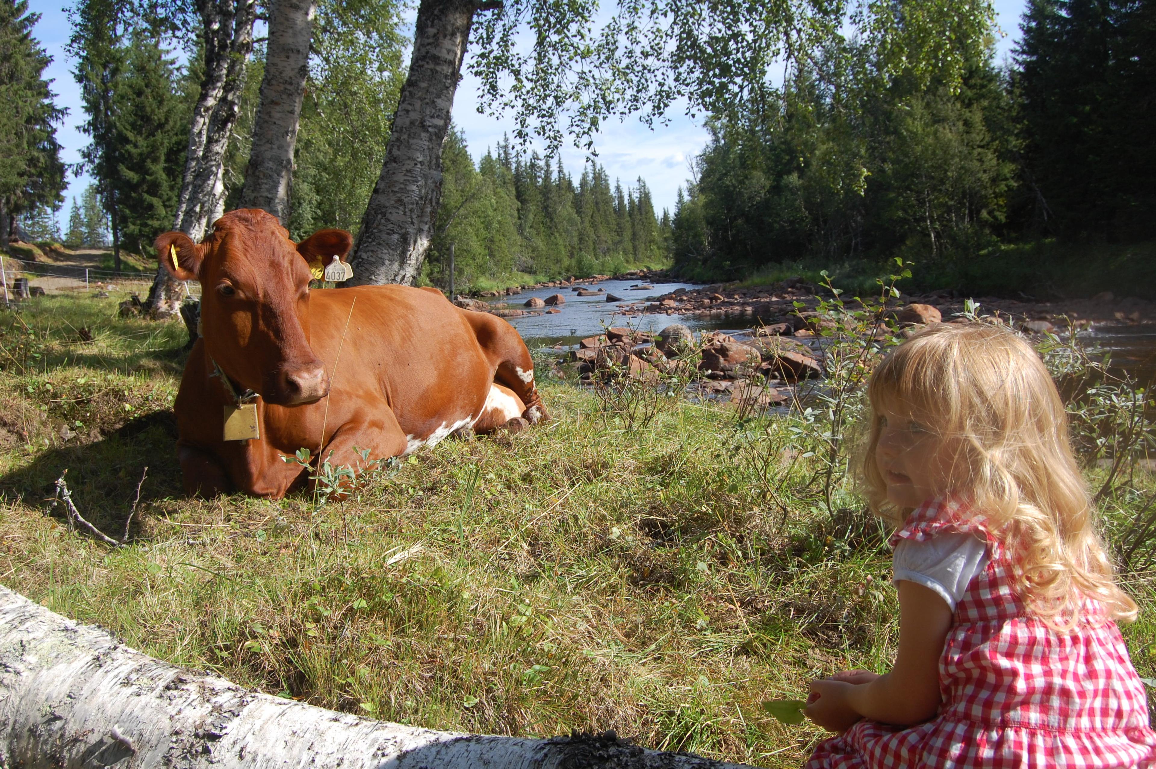 Seteropplevelser hos Holsingseteren