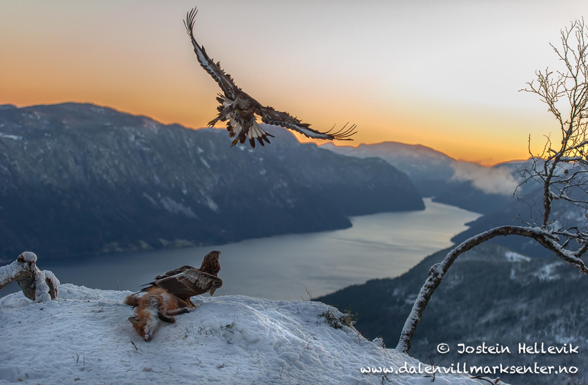 Ørner og rev - Jostein Hellevik, fritt bruk