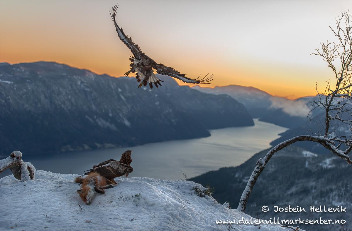 Ørner og rev - Jostein Hellevik, fritt bruk