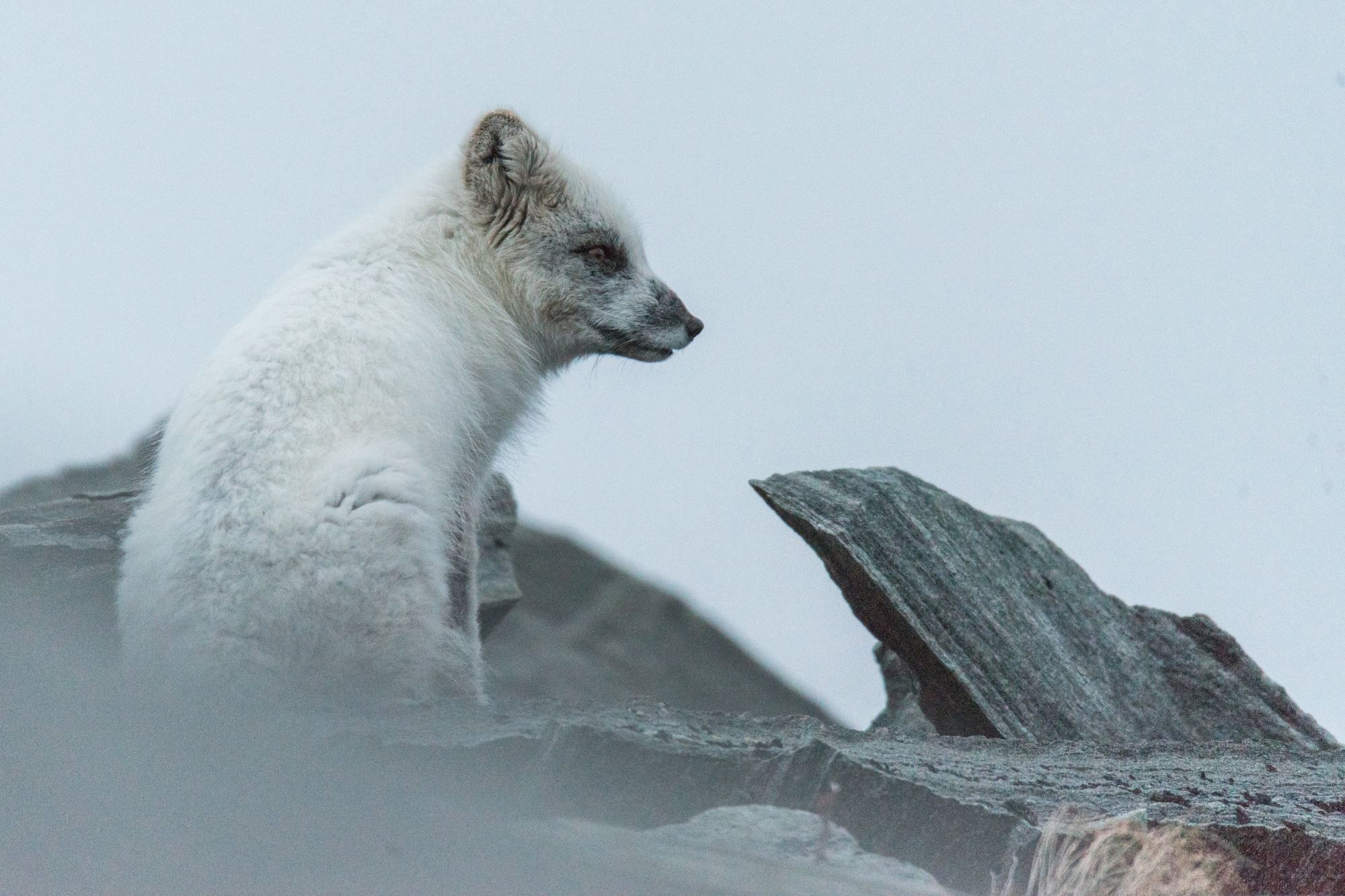 Arctic fox