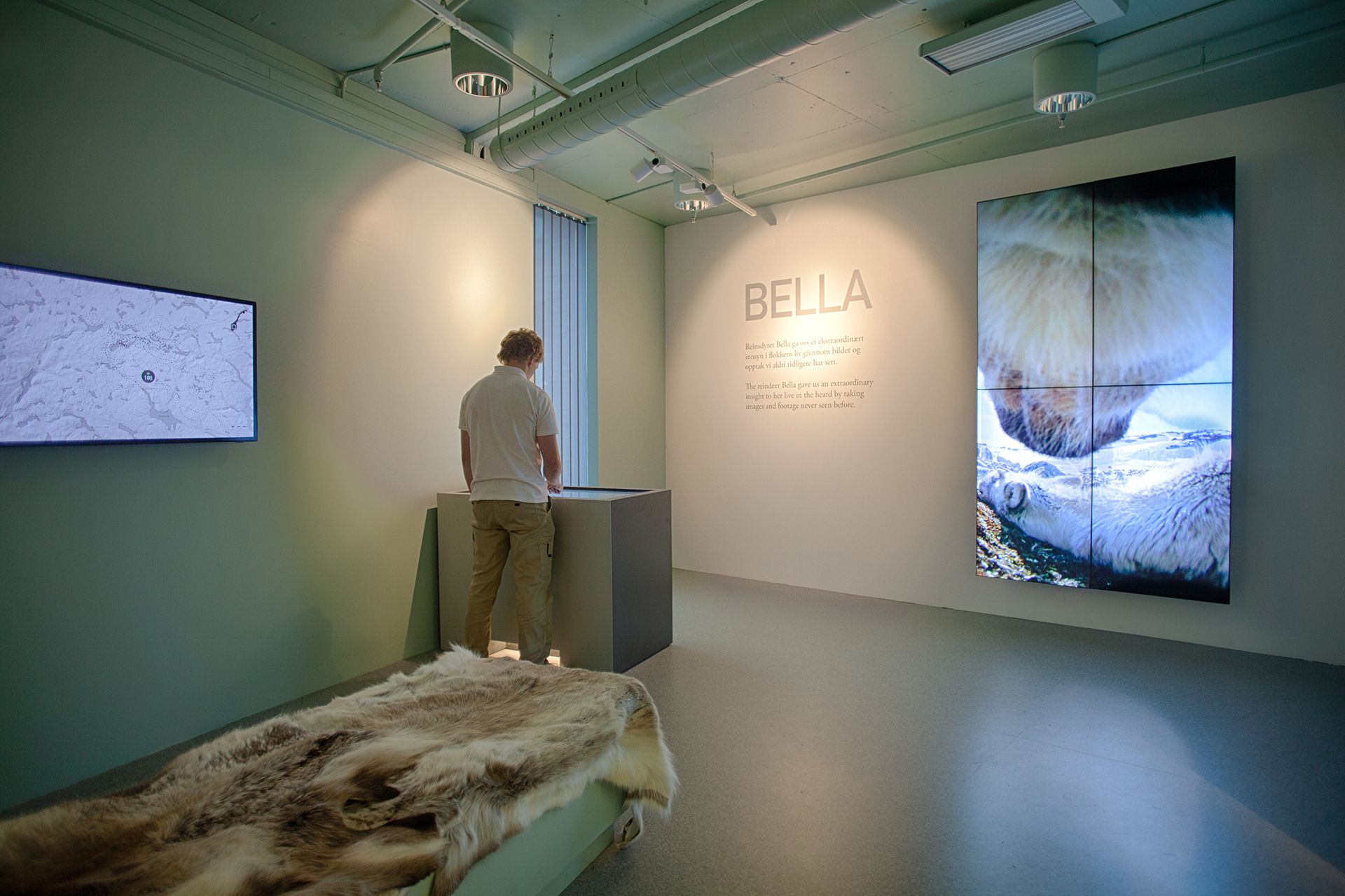 reindeer exhibition at Hardangervidda National Park Center 