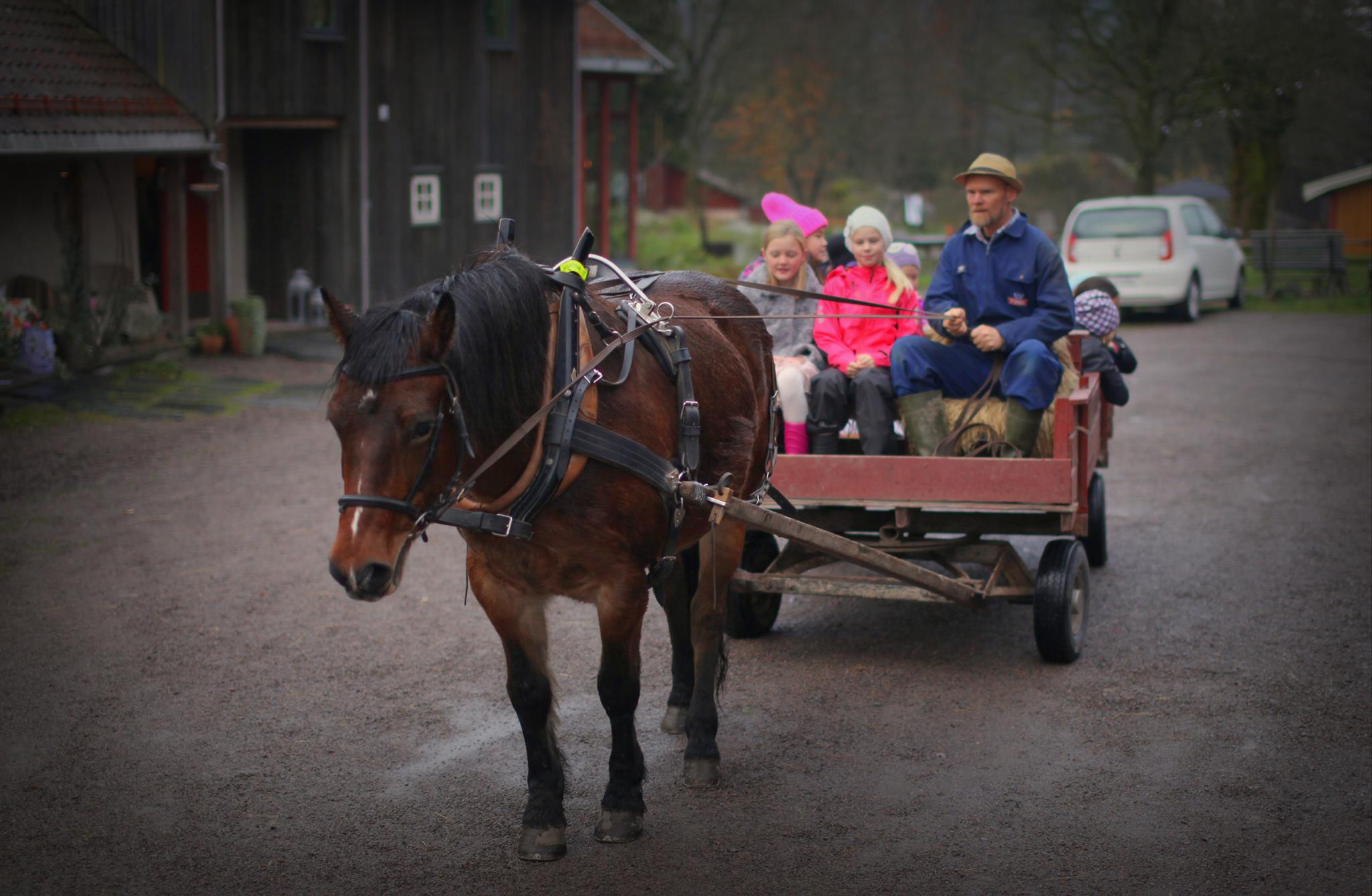 Child and man ride with horse and cart in the yard