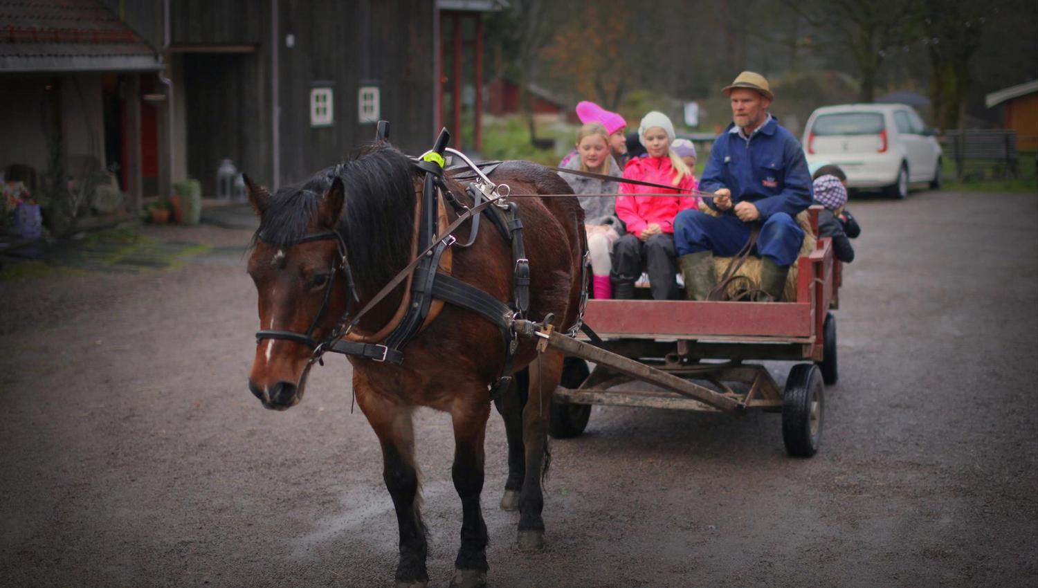 Child and man ride with horse and cart in the yard