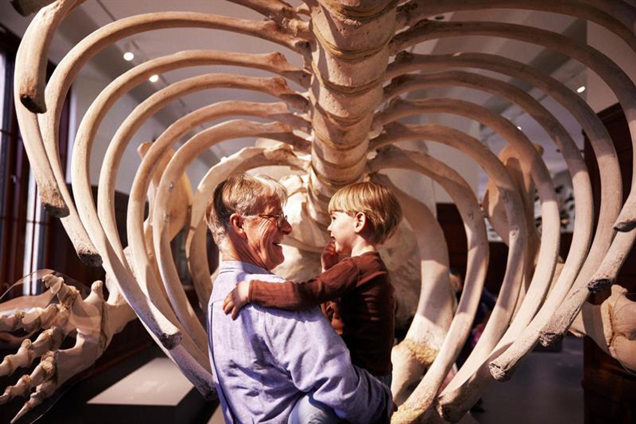 En voksen løfter et barn mens de ser på et stort skjelett inni et museum, omgitt av ribbein.