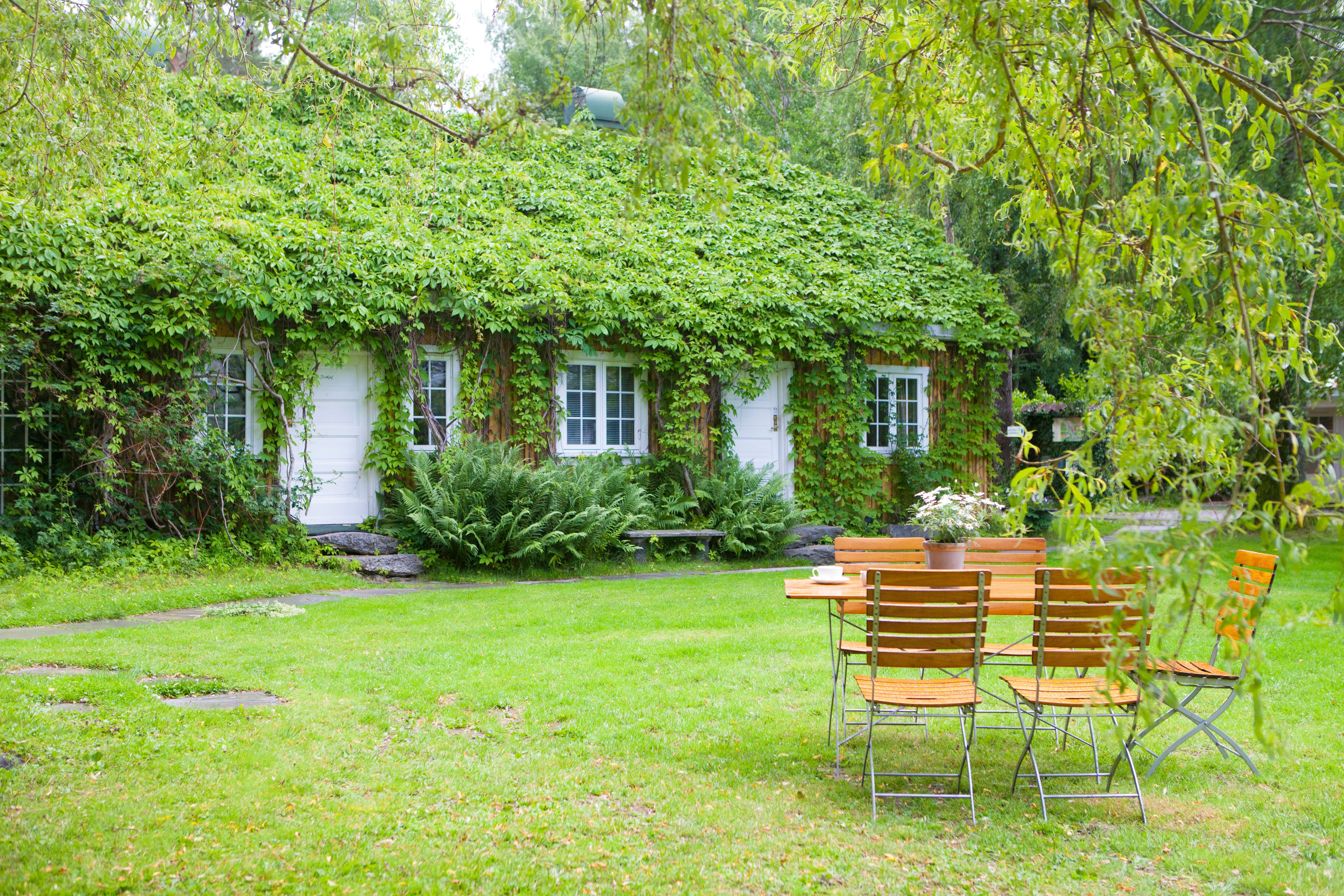 House covered in green plant.