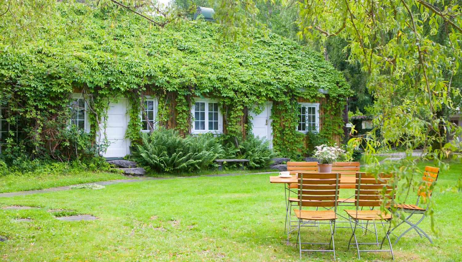 Engø drengestue. Hus dekket i grønn plante.