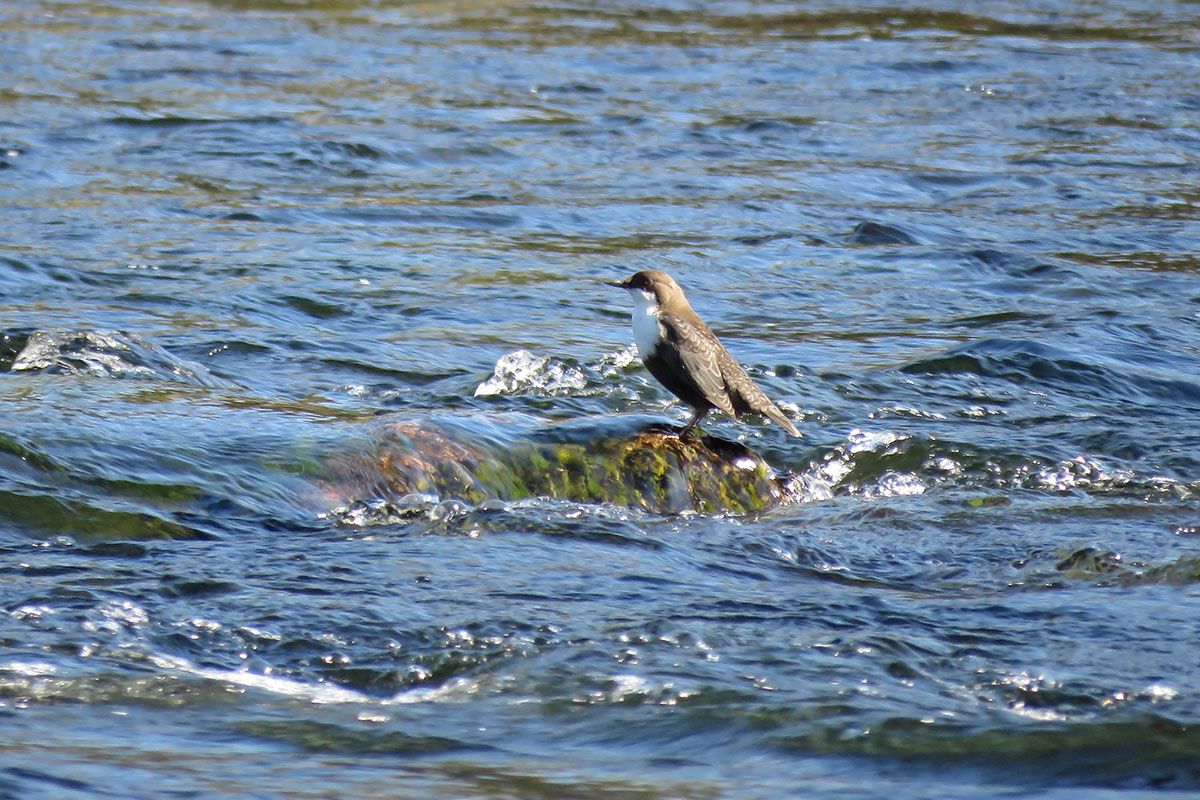 The White-throated Dipper (Cinclus cinclus) is the National Bird of Norway. It can be found in many rivers and streams in the mountains and stays here