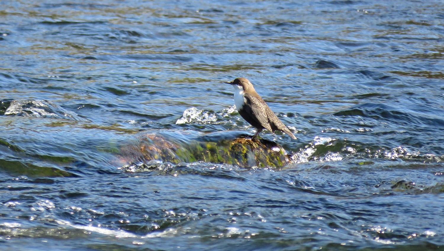 The White-throated Dipper (Cinclus cinclus) is the National Bird of Norway. It can be found in many rivers and streams in the mountains and stays here