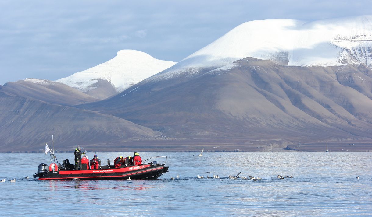 A RIB boat with guests and a guide floating on a fjord surrounded by swimming sea birds, and tall snow-capped mountains in the background