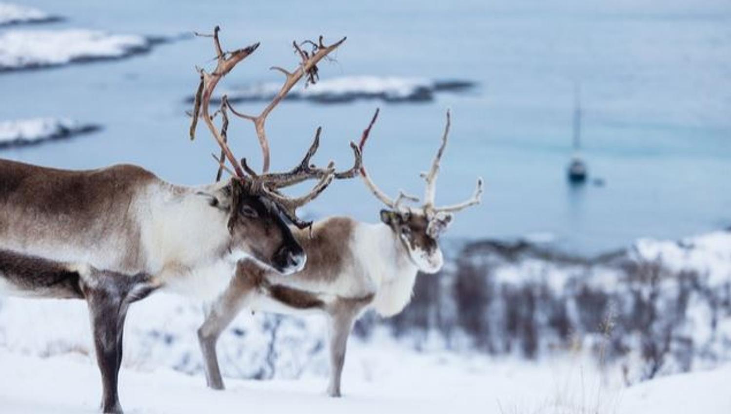 Two reindeer in the winter landscape