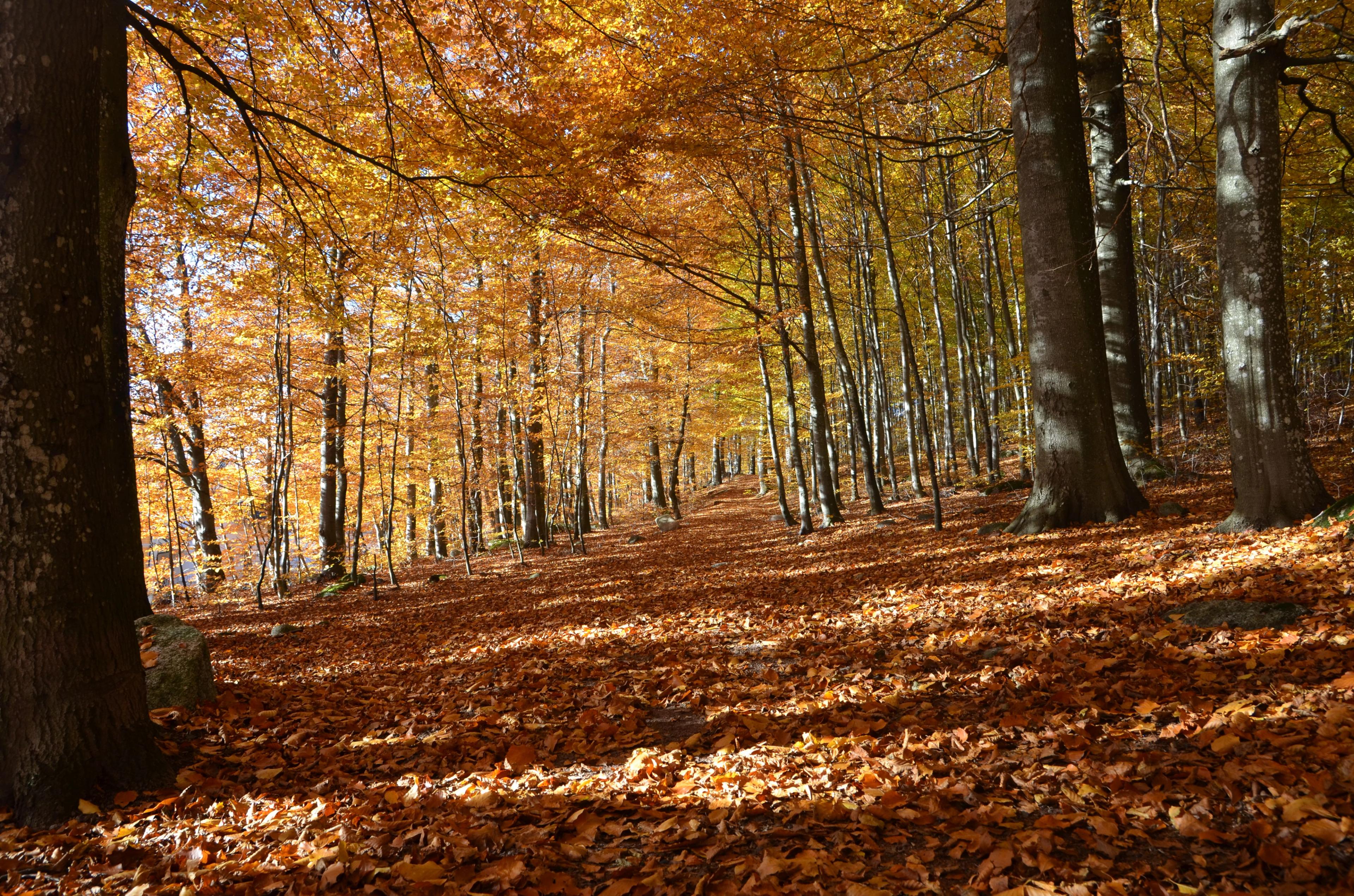 the beech forest in autumn
