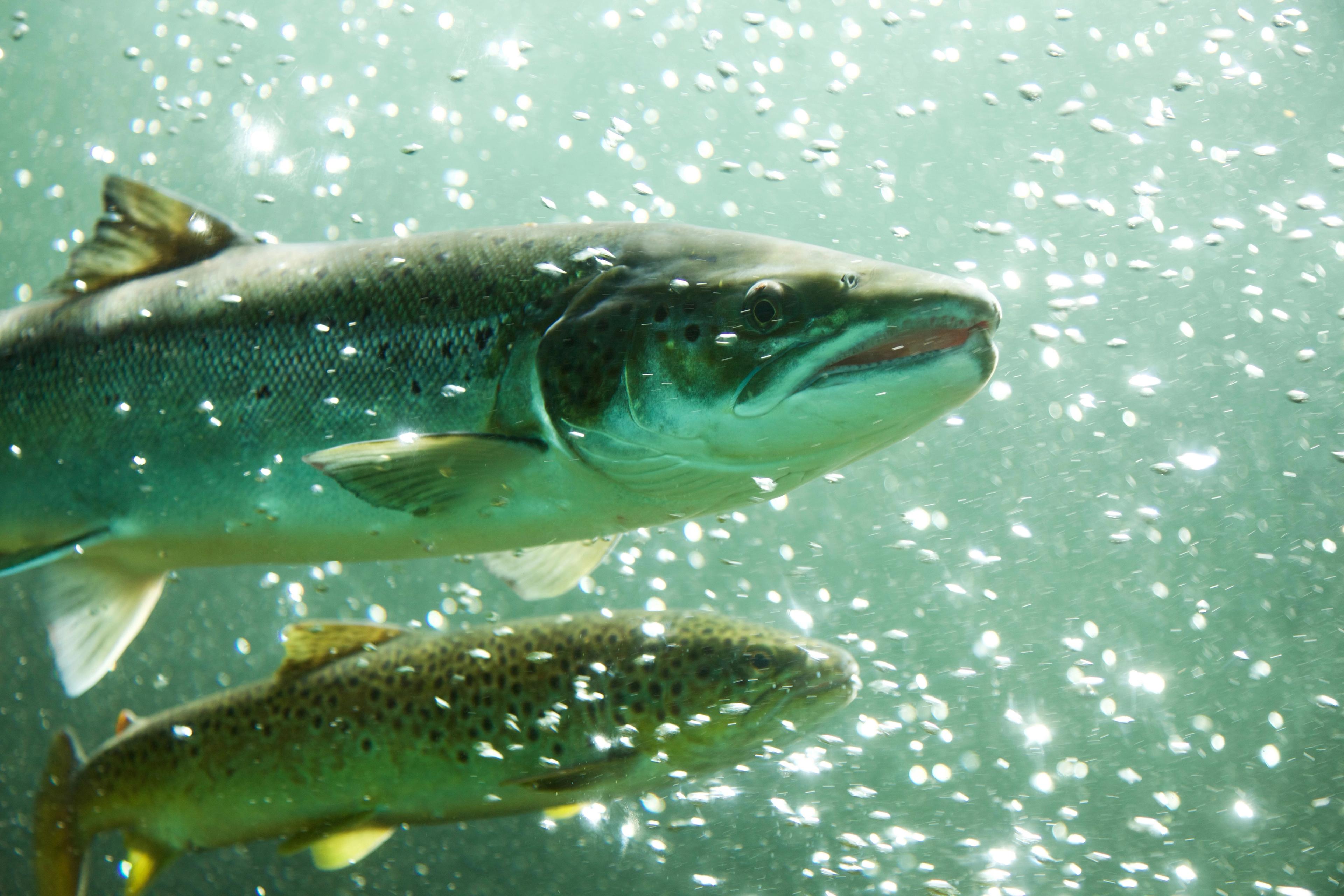 Lachsstudio in Sand in Suldal