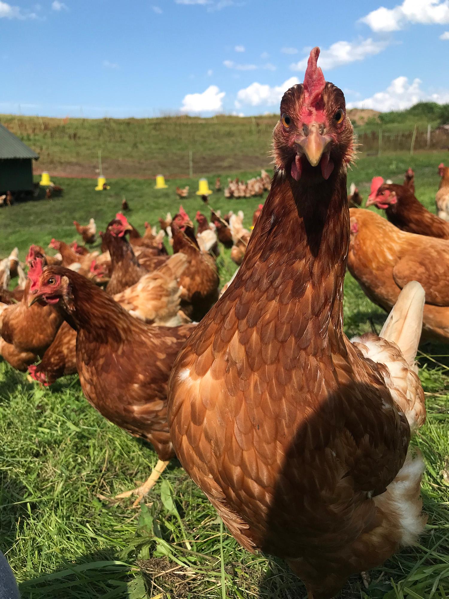 Levanger Høgaunet gård kyllingflokken WEB