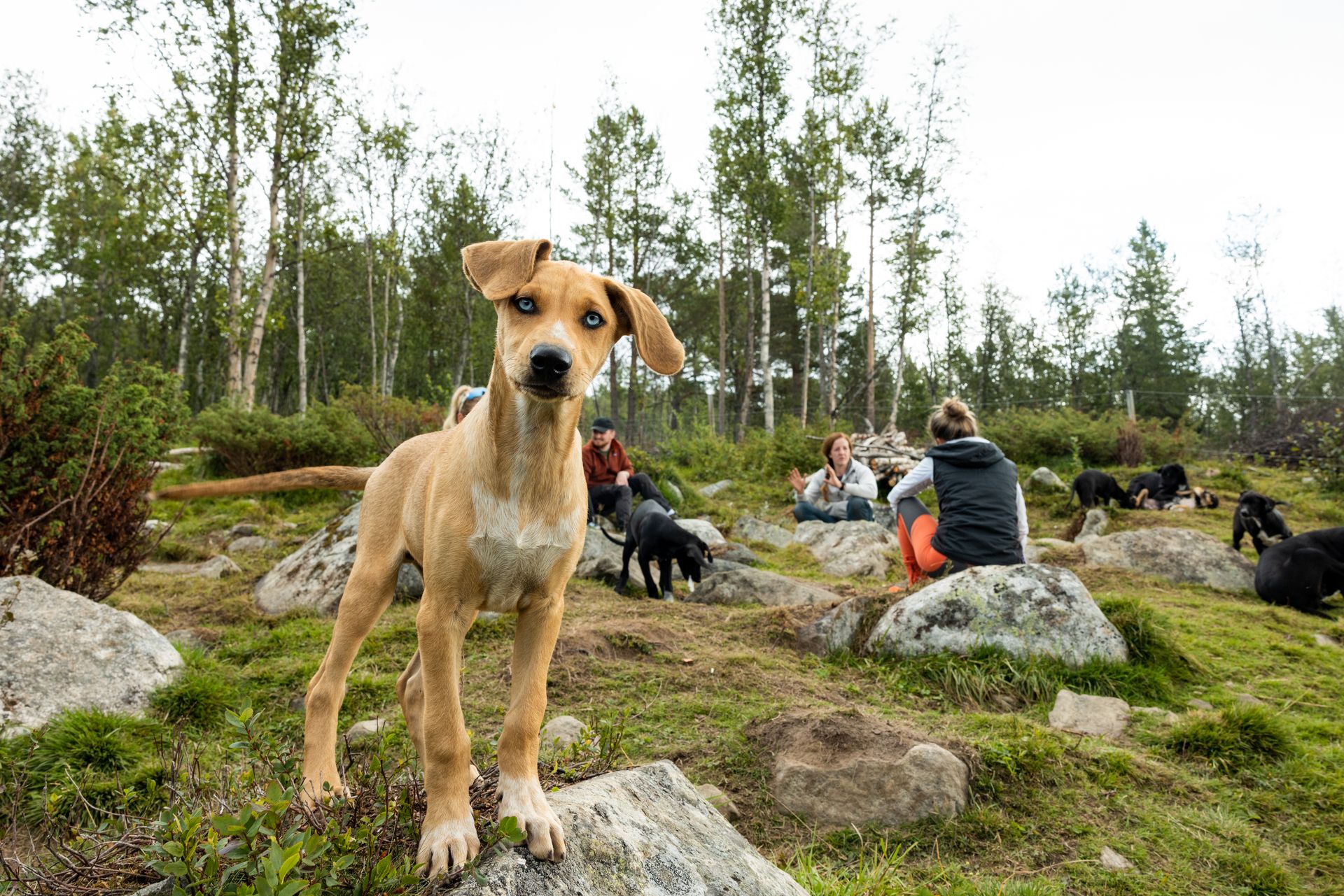 Husky meet and greet with Geilo Husky
