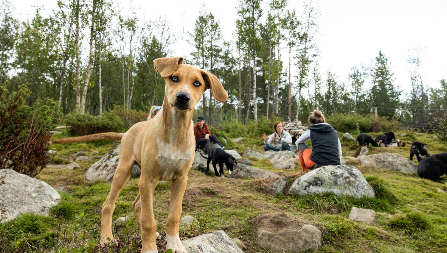 Husky meet and greet with Geilo Husky