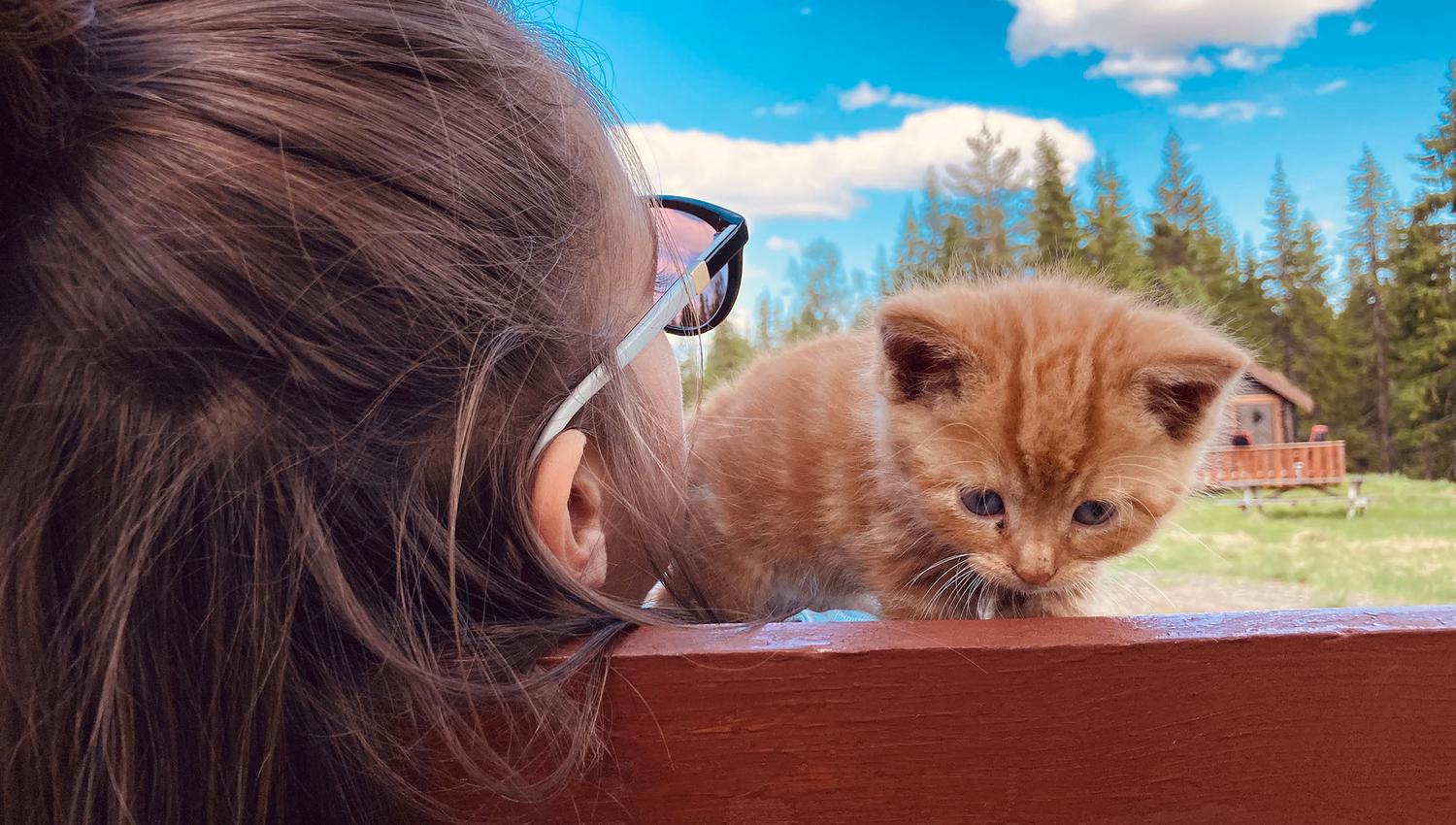 Kos med kattunger