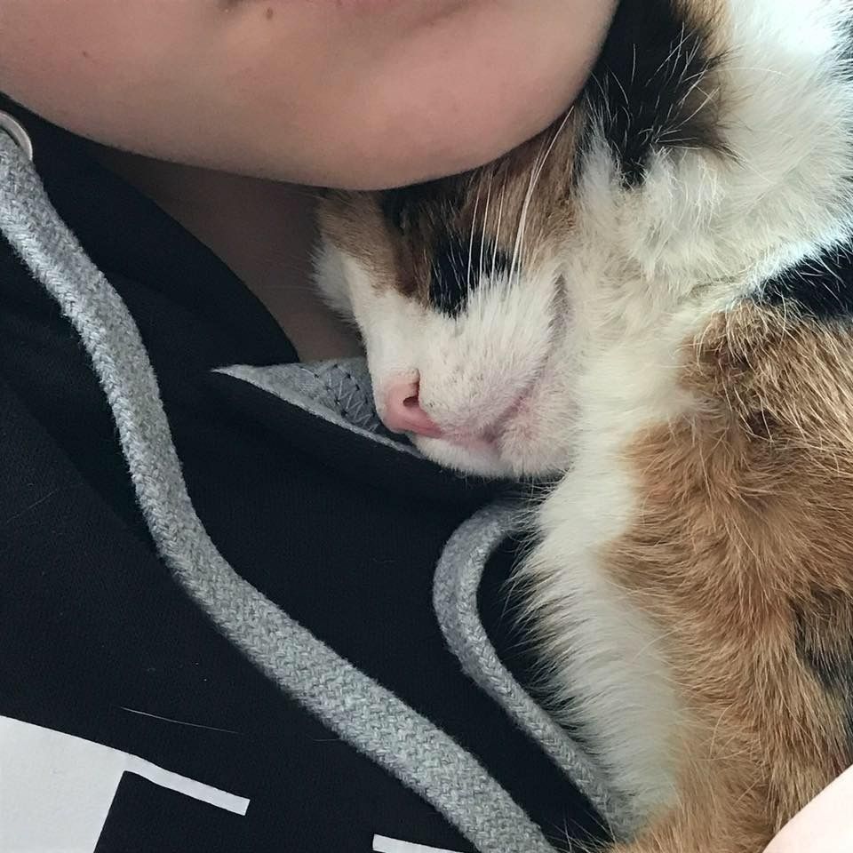 Human cuddling with a kitty cat