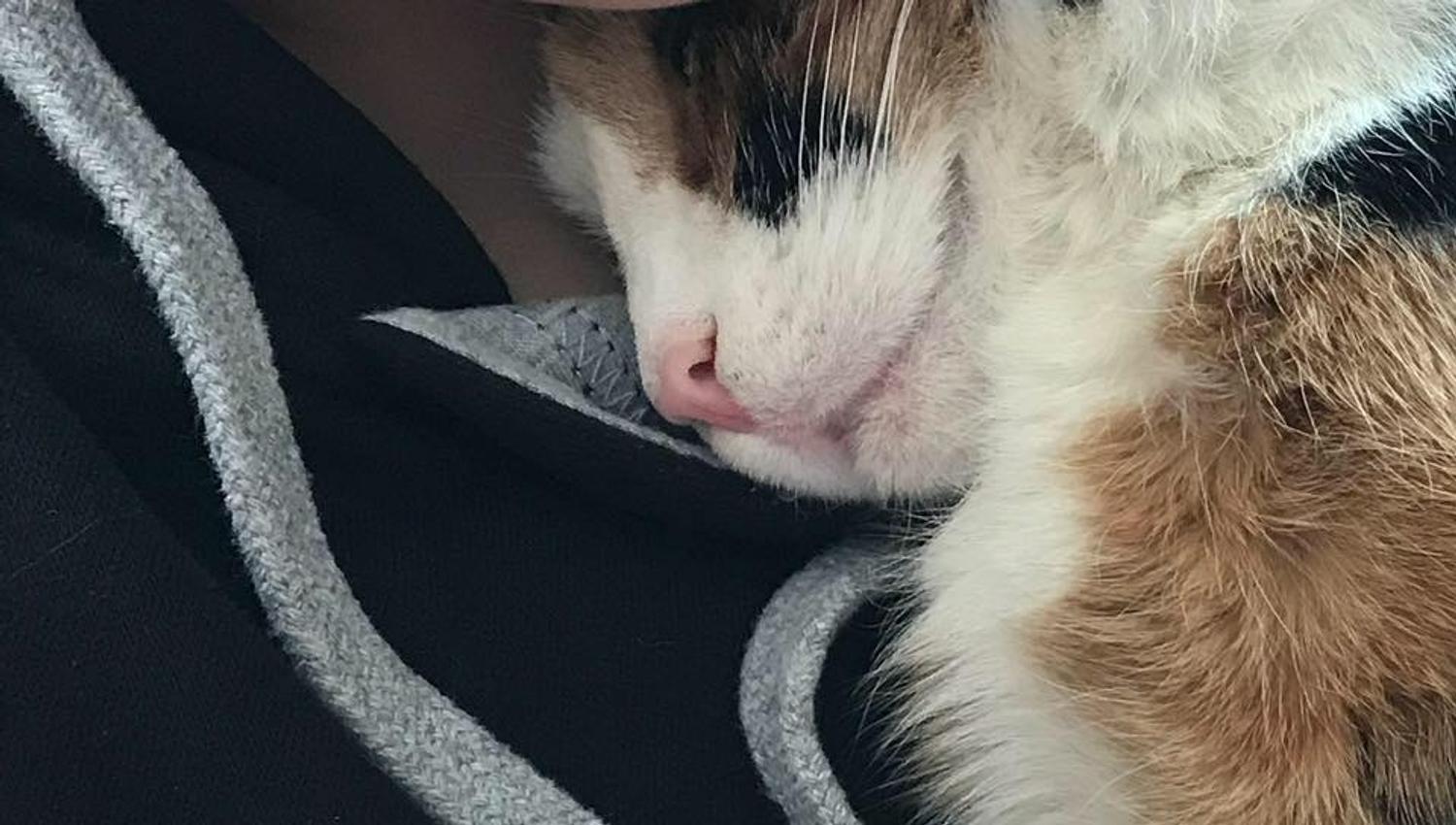 Human cuddling with a kitty cat