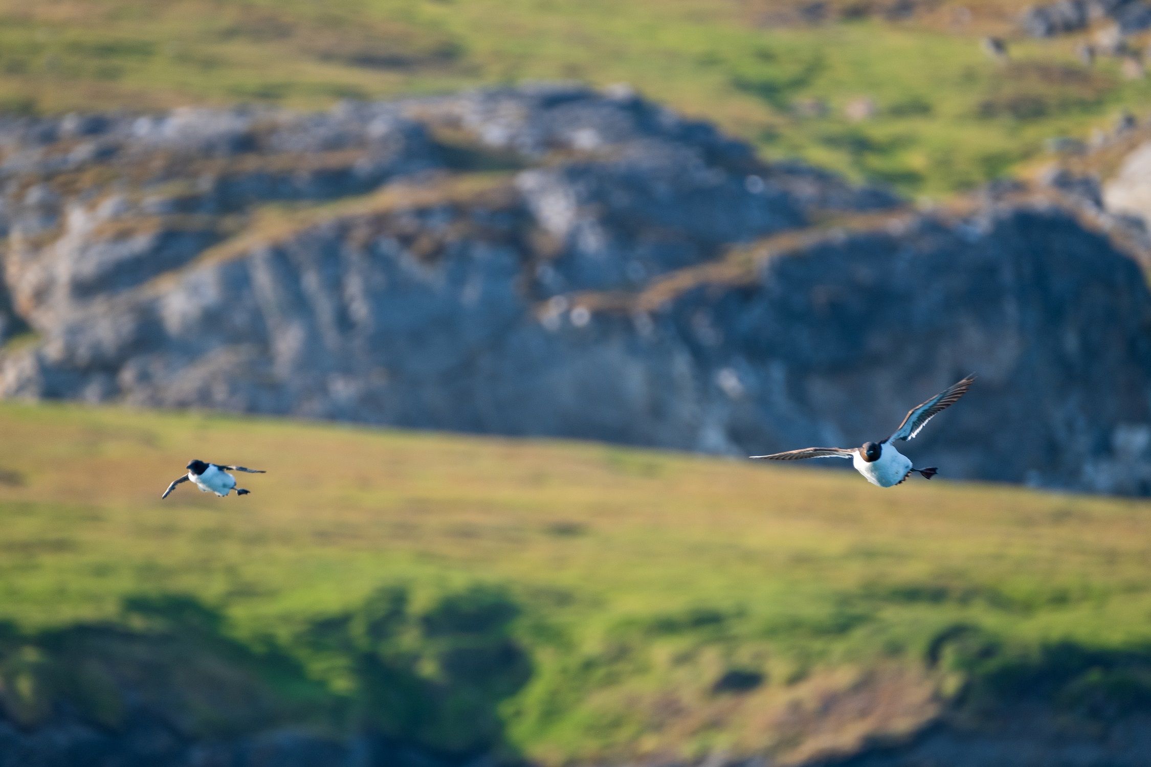 Two birds flying through the air with a mountain in the background