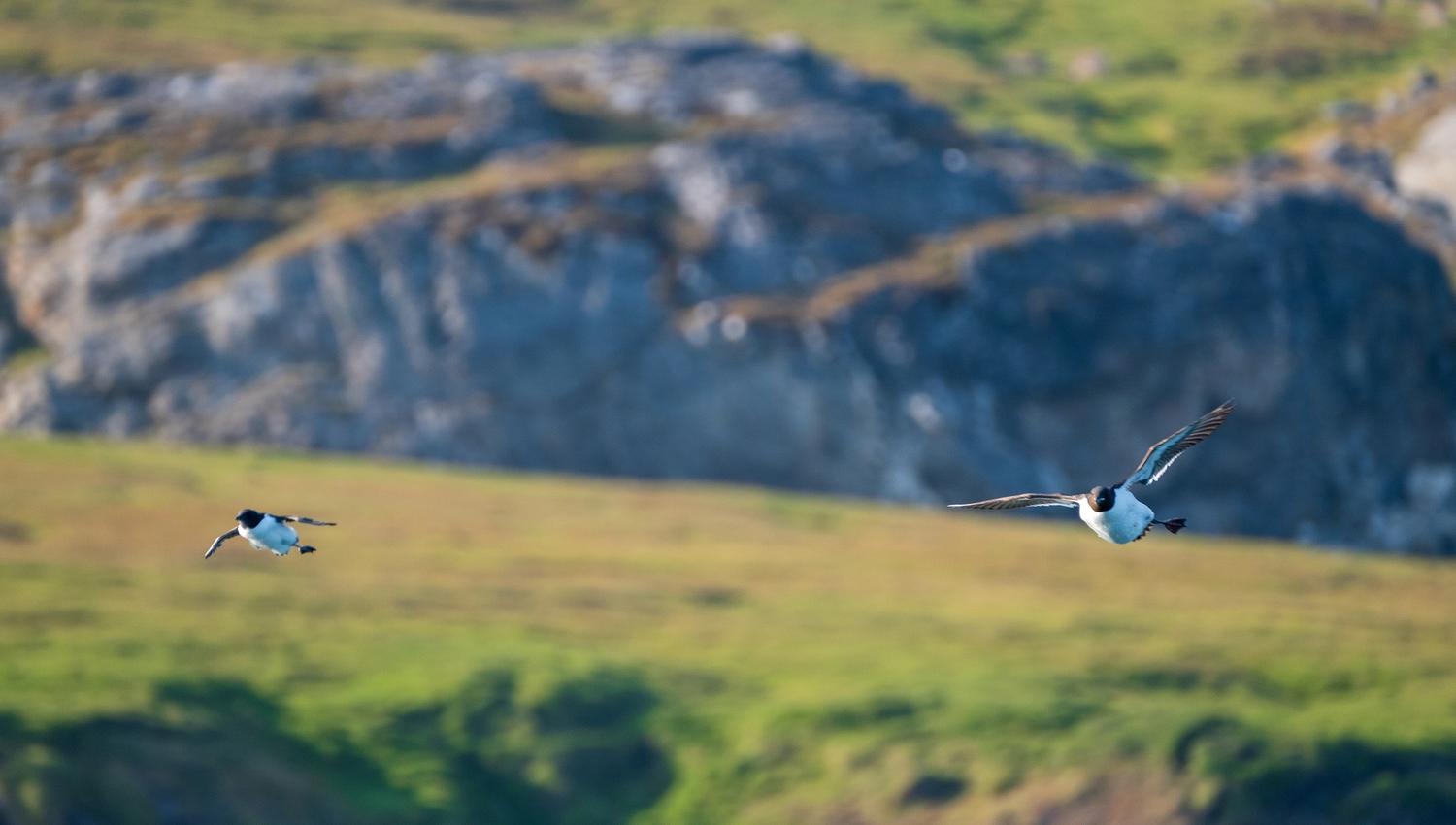 Two birds flying through the air with a mountain in the background