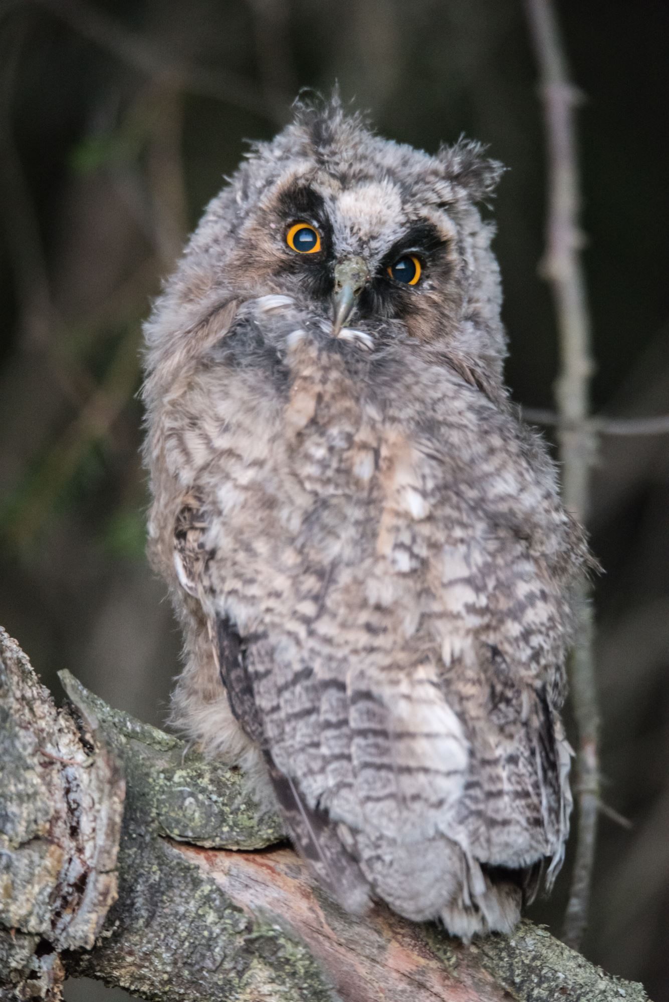 Bird watching with guide