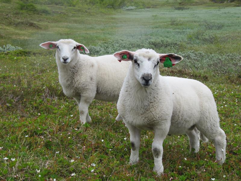 Henjatunet, Leikanger