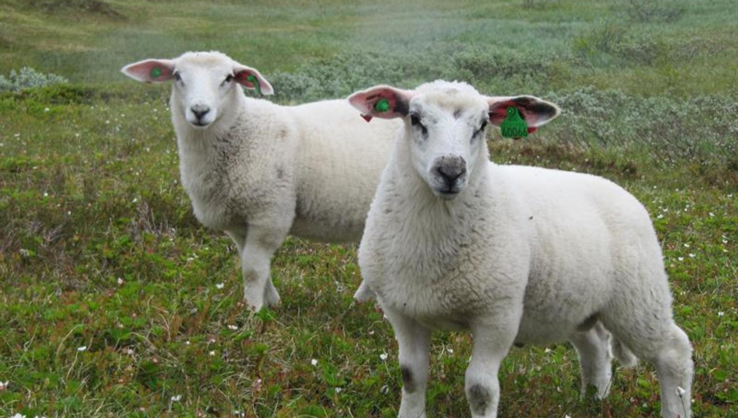 Henjatunet, Leikanger