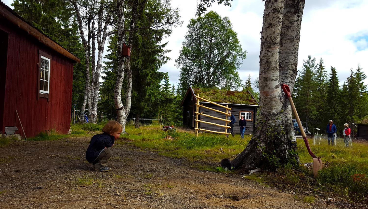 Der er mange dyr å beundre på Holisnseteren, her er det kattepus som beundres