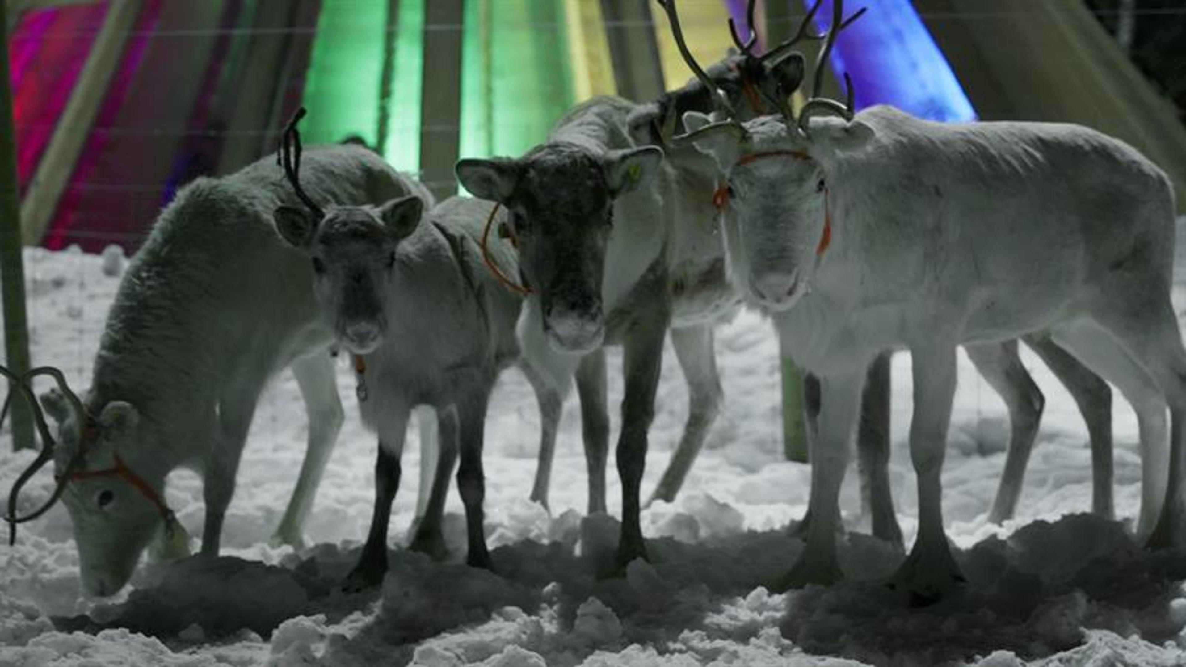 white reindeer in front of a lavvo