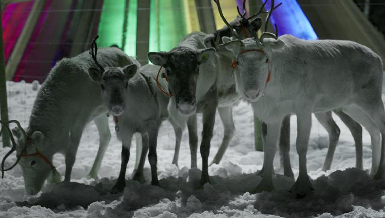 white reindeer in front of a lavvo