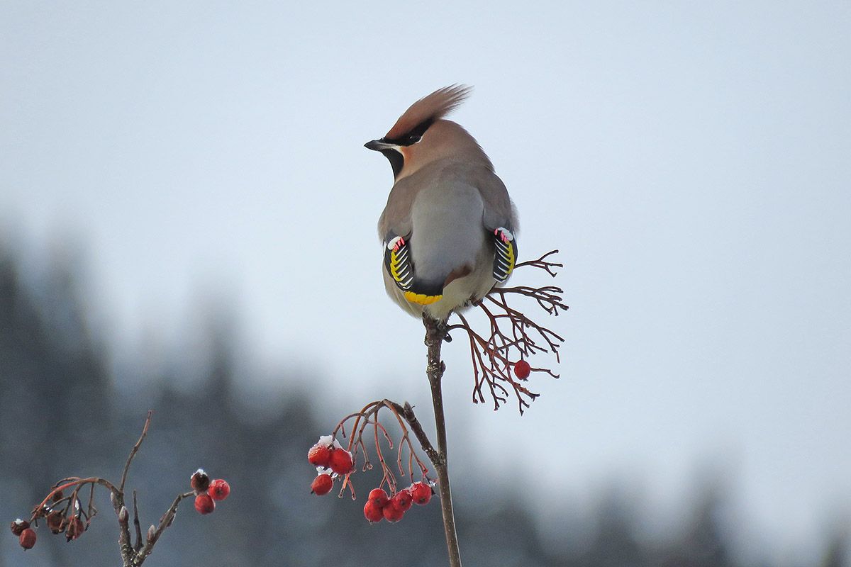 Sidensvans_IMG_4185_2_web