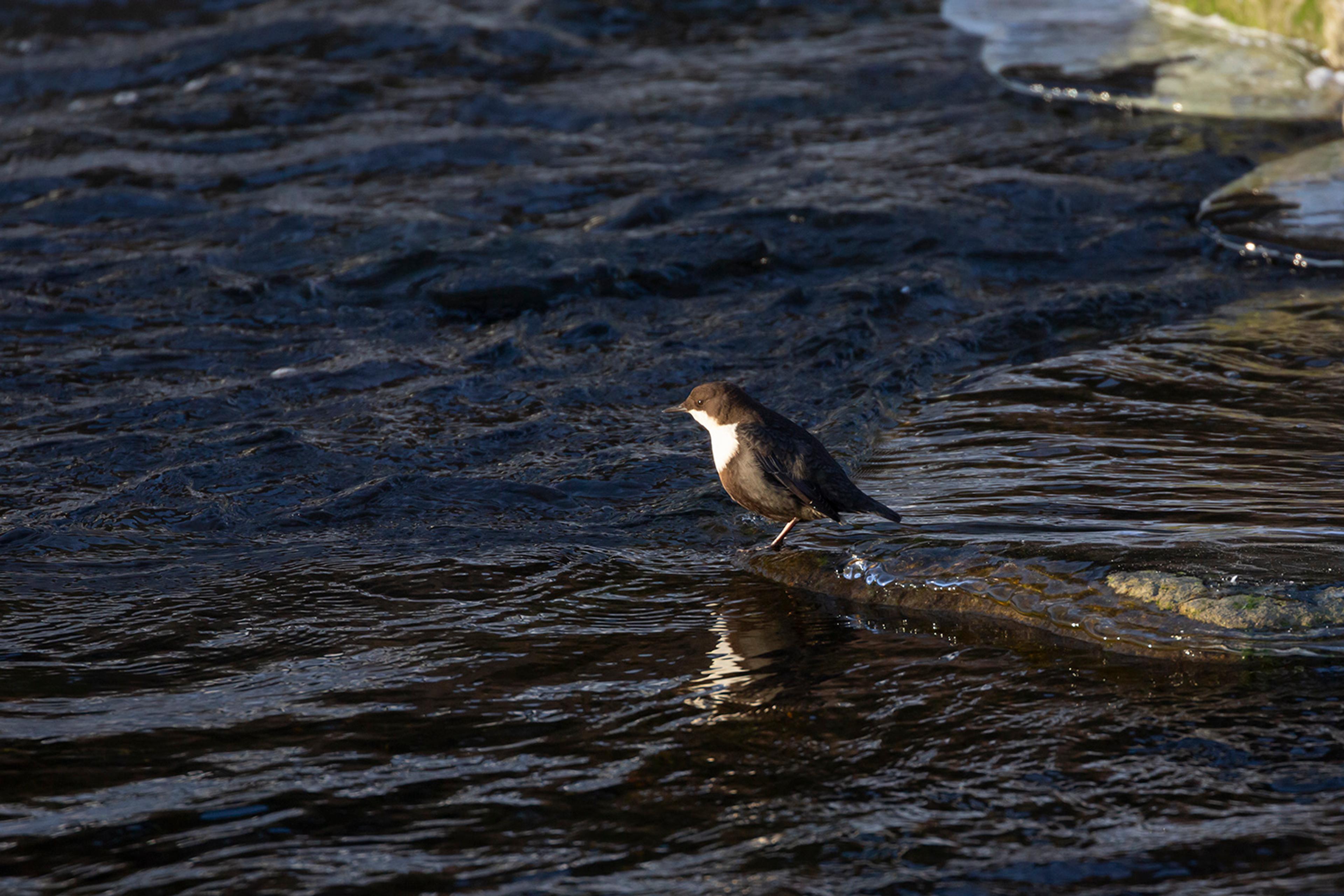 Fossekall_IMG_6985_web