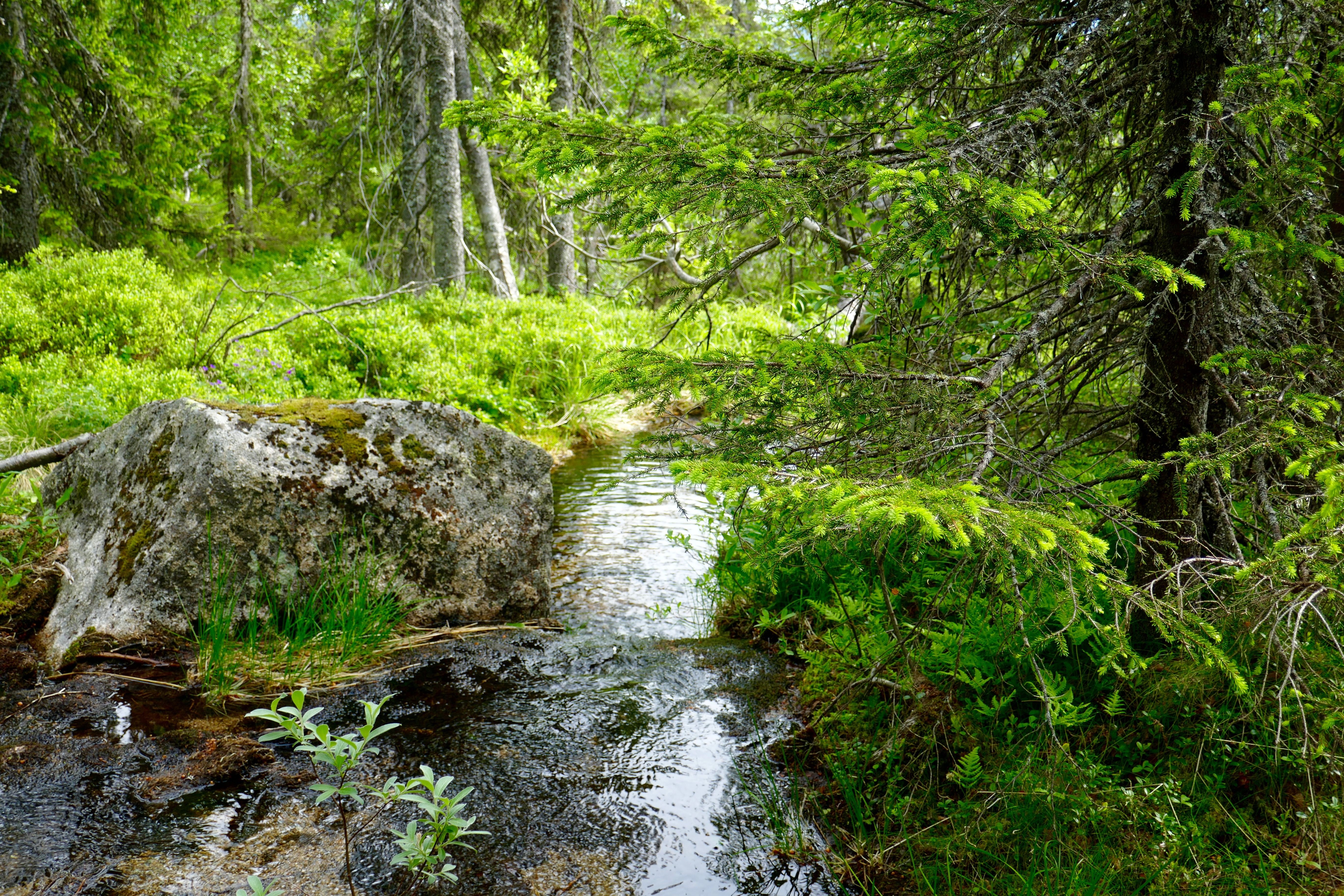 Vassfarstien, Ringerike - Bekk