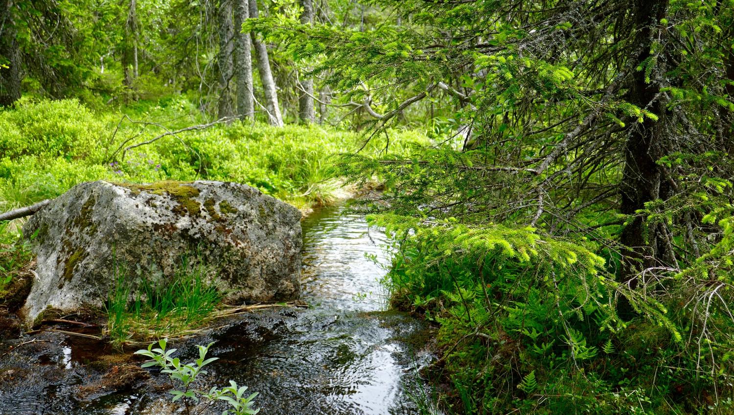 Vassfarstien, Ringerike - Bekk