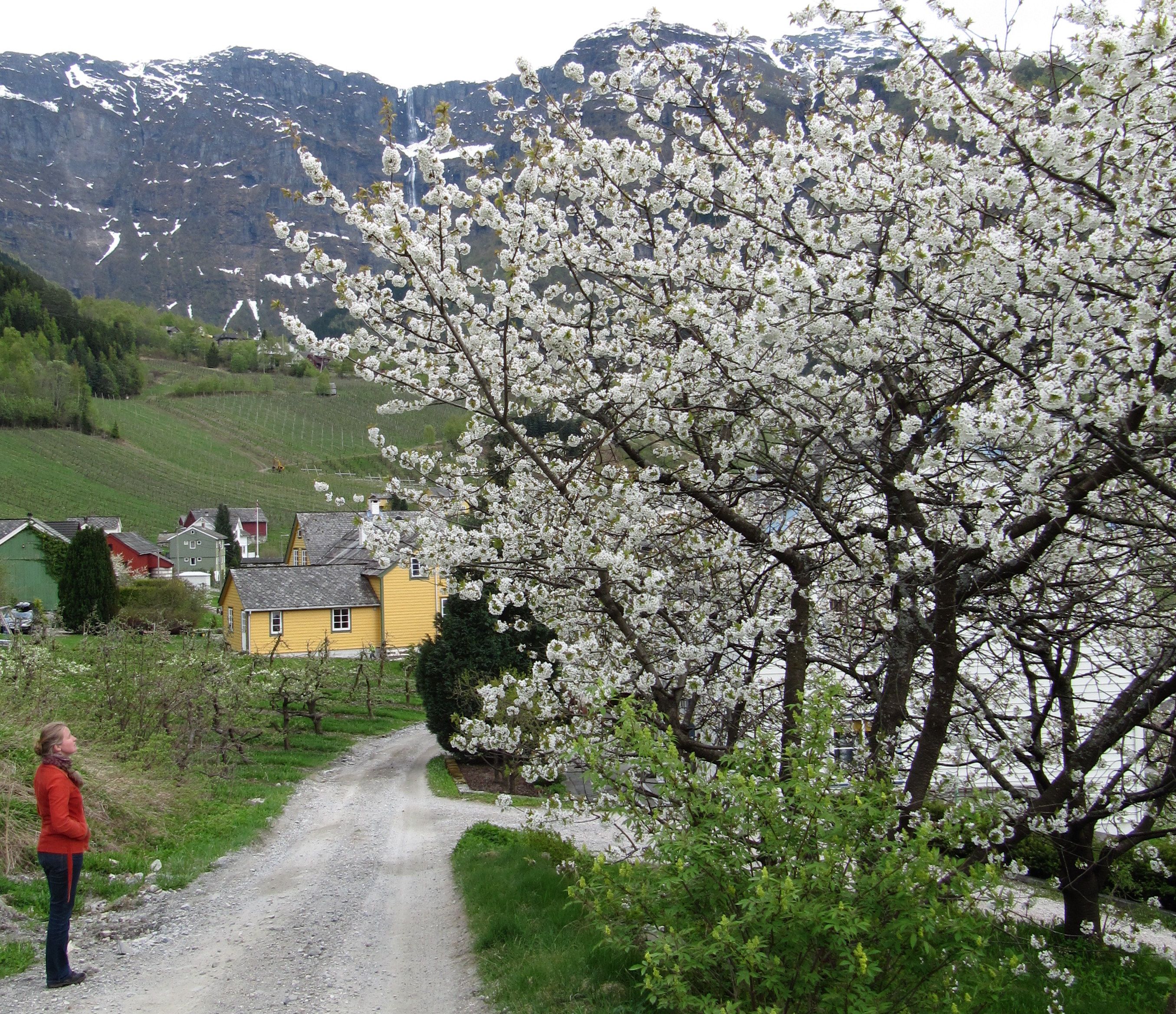 Fruktstien i Hardanger med blomstrande frukttre, gule hus og fjellutsikt.