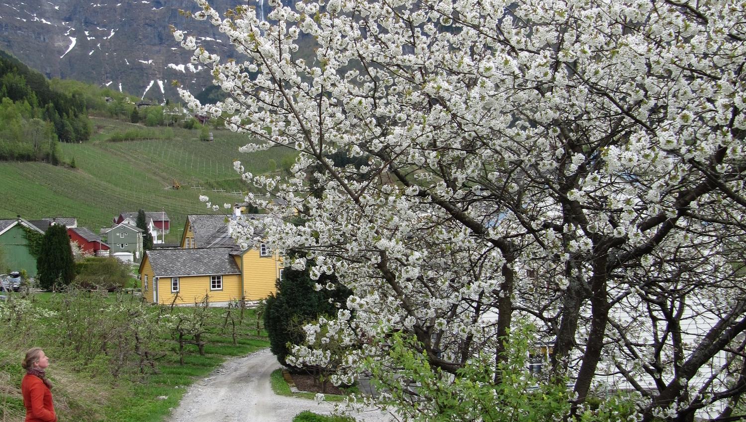 Fruktstien i Hardanger med blomstrande frukttre, gule hus og fjellutsikt.