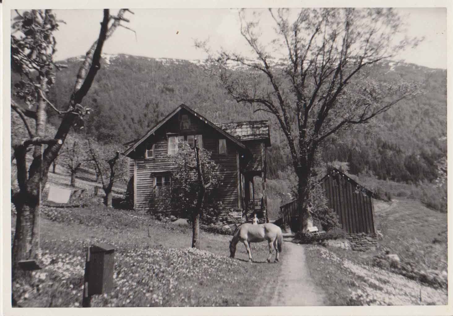 Historisk bilete av Syse Gard rundt 1950, med eit hest beitande i frukthagen.