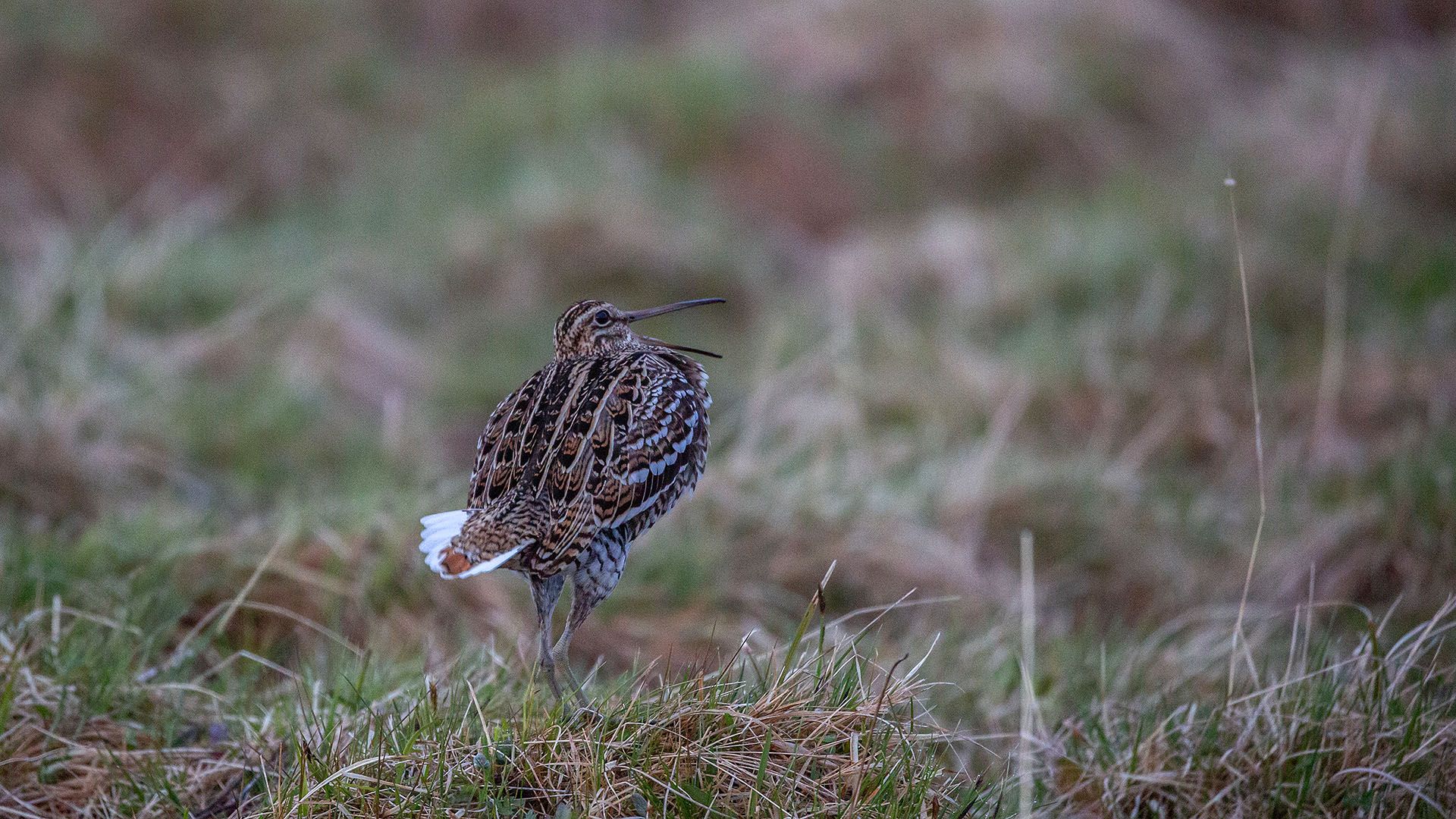Galleri_attraksjoner_nasjonalparker_Langsua_dobbeltbekkasin_JH