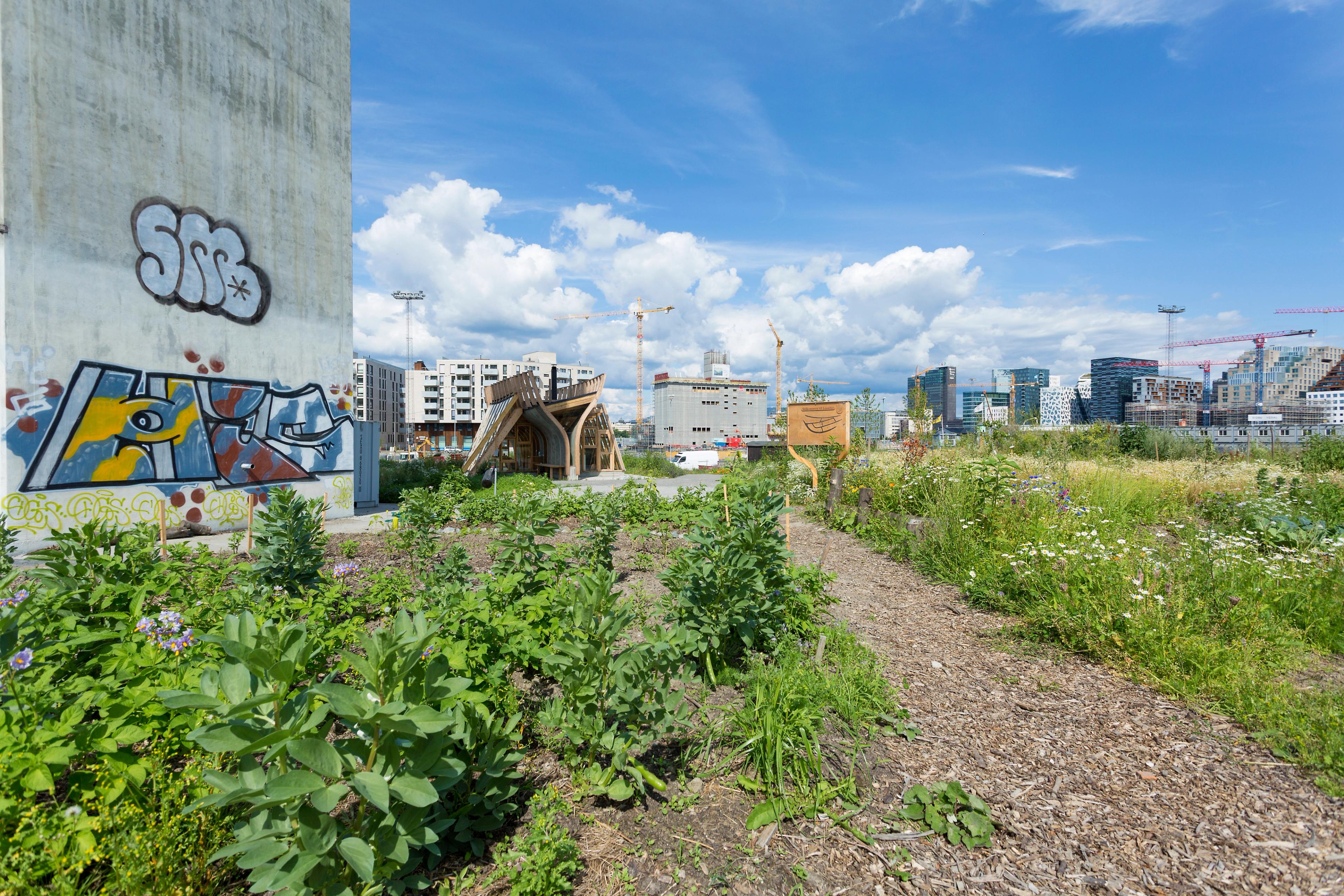 A field in the middle of the city.