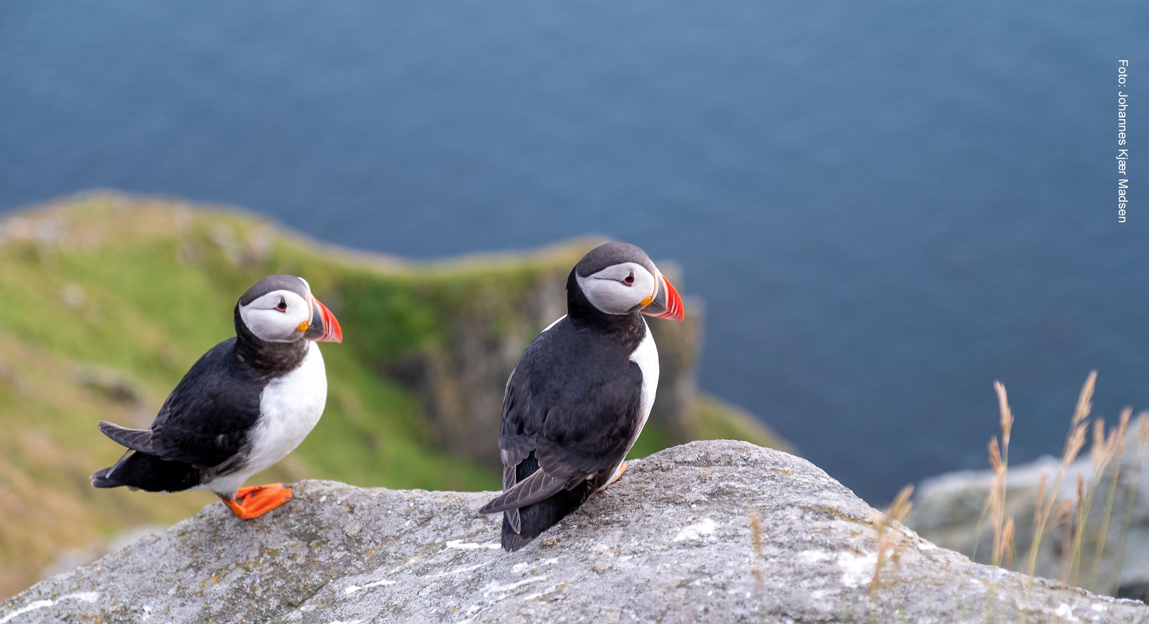 Puffin safari - guided mountain hike at Runde