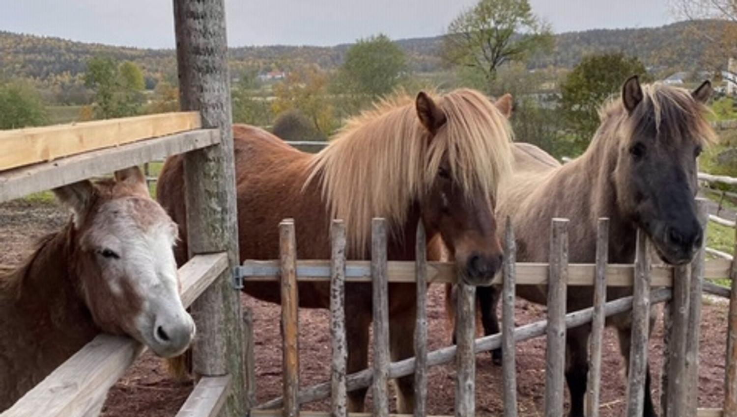 Horses
