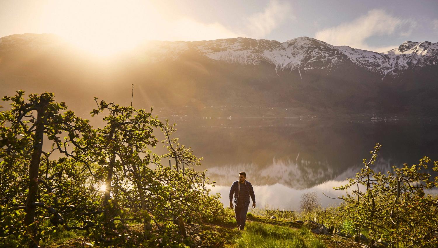 Mann står i en frukthage med utsikt over fjellene i Hardanger ved soloppgang.