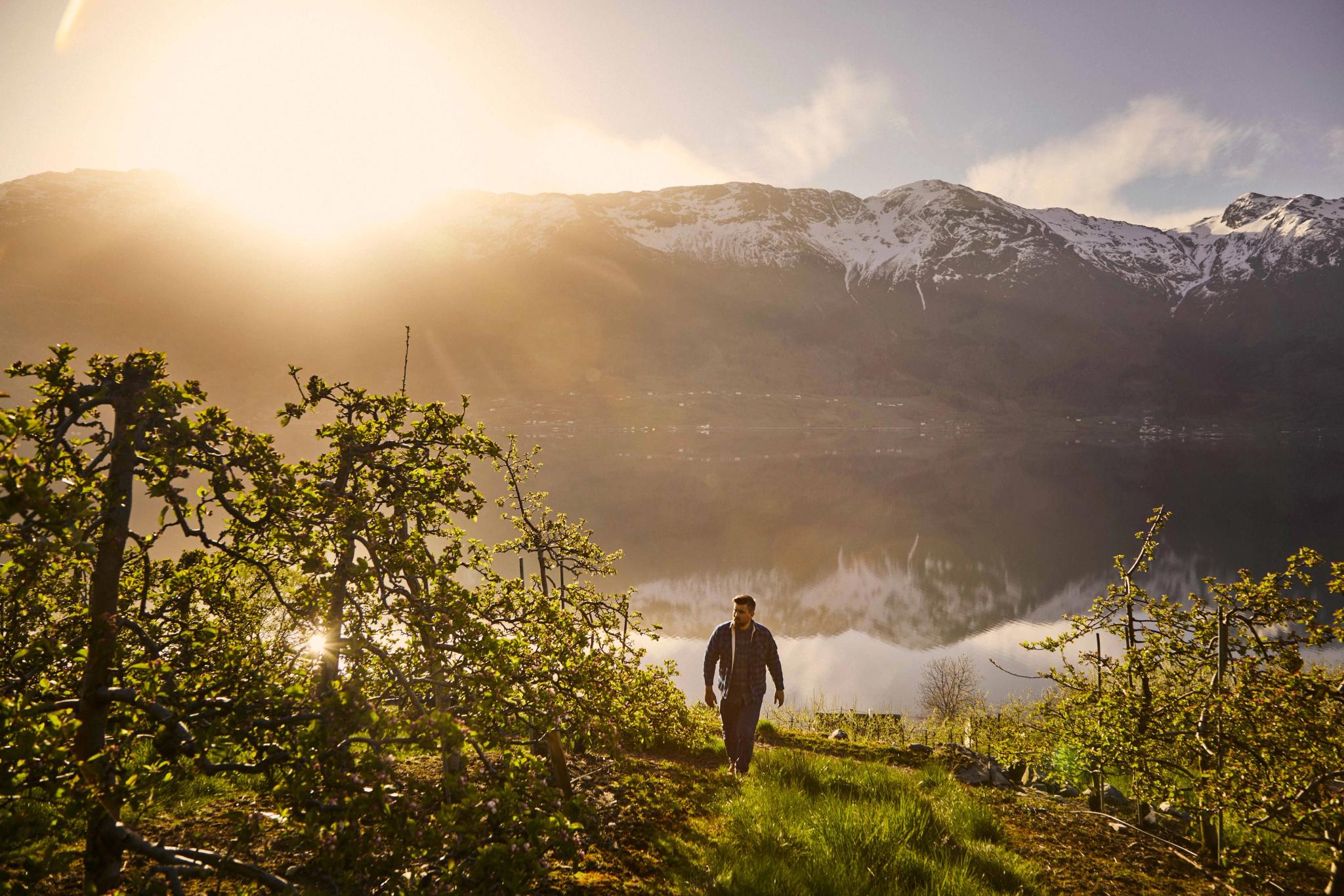Mann står i en frukthage med utsikt over fjellene i Hardanger ved soloppgang.