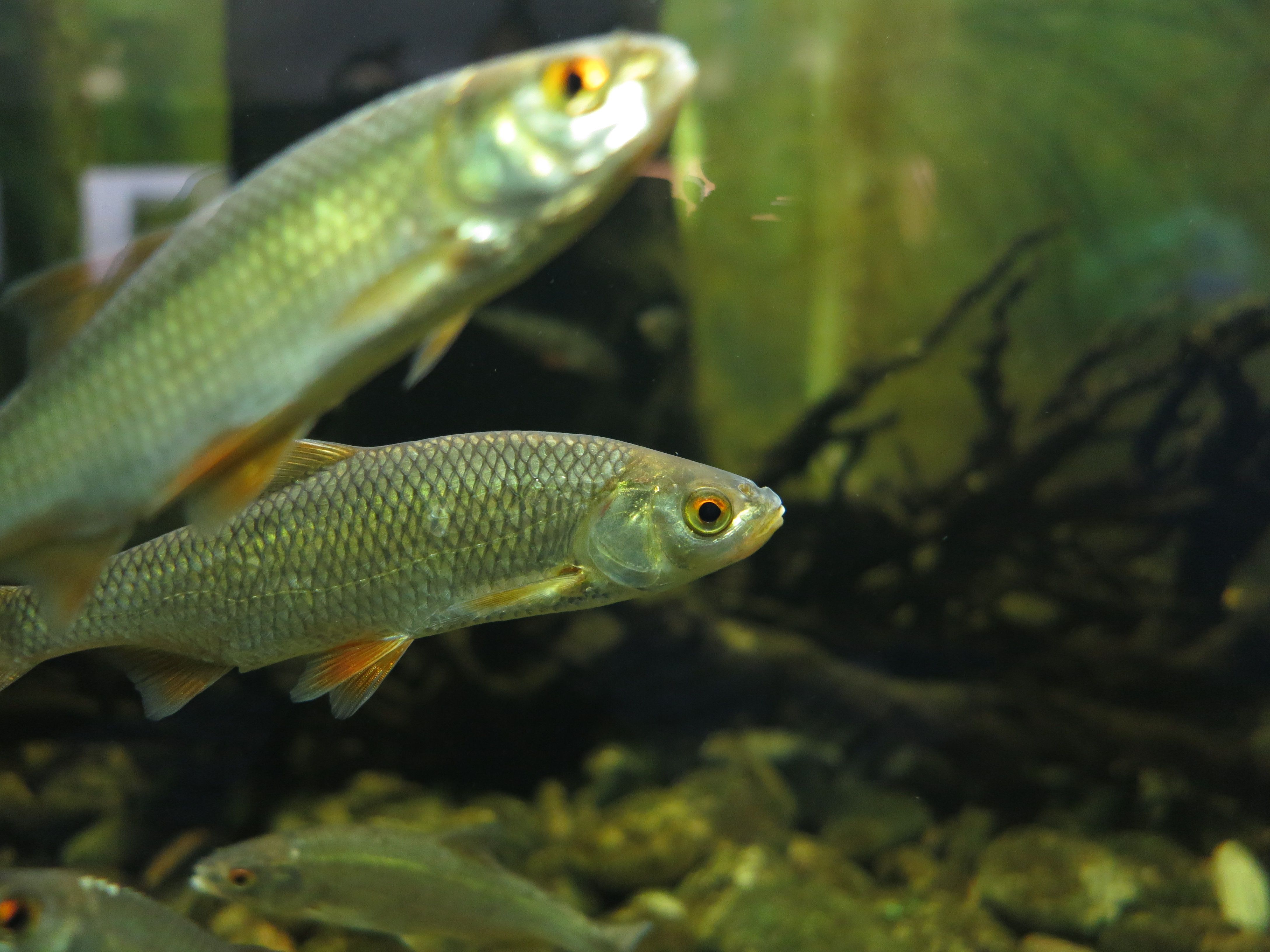 Fisk Drøbak Akvarium