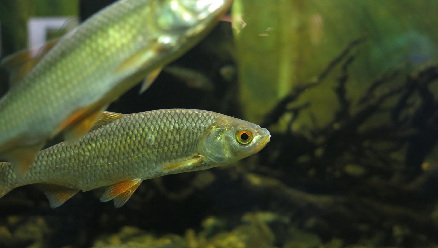 Fisk Drøbak Akvarium